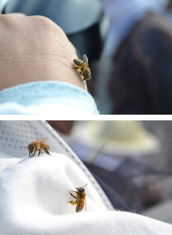 Bee Happy 도시양봉가 되기 3번 이미지