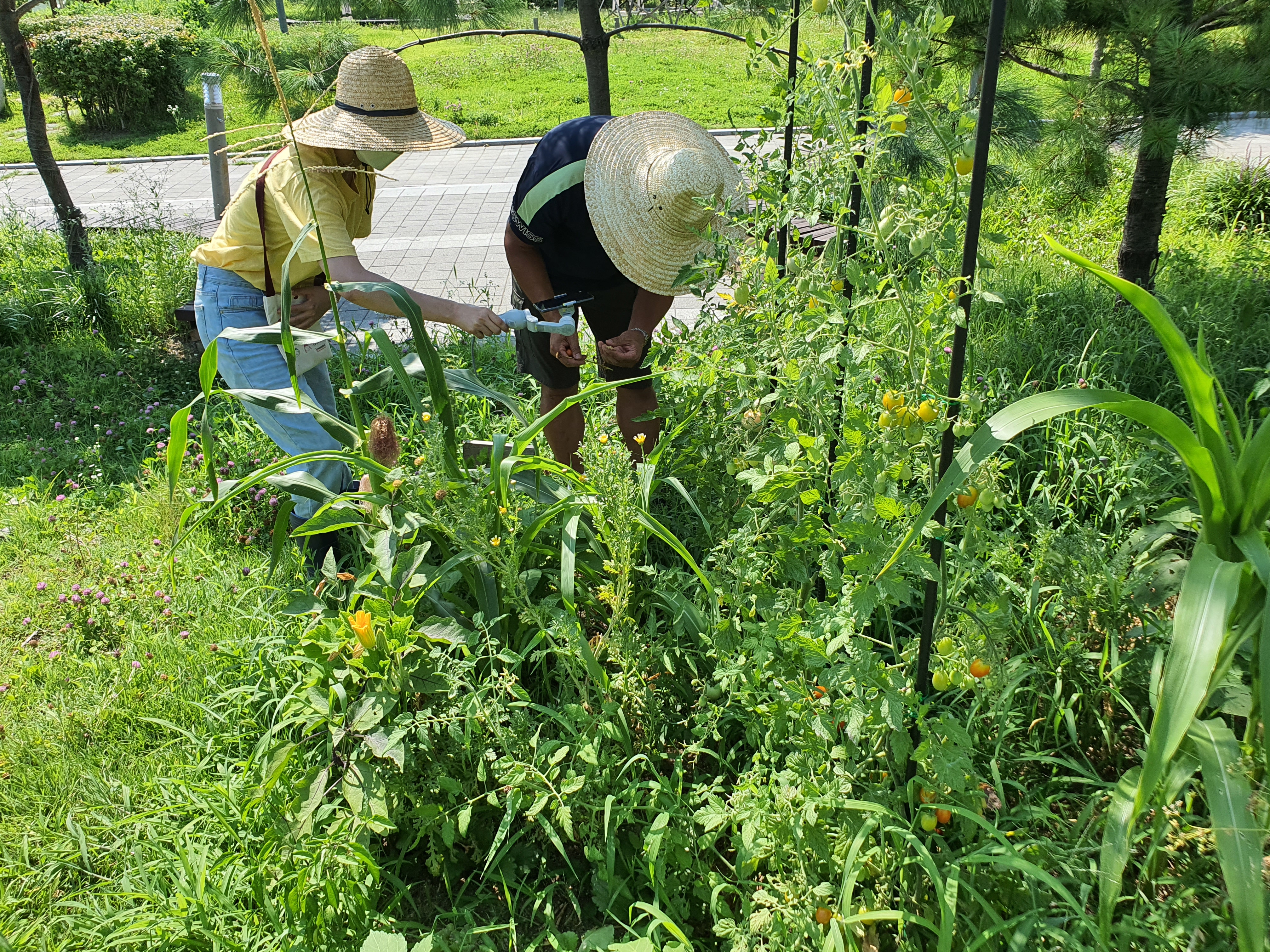 모두의숲 도시농부워크숍 : 계절을 이어가는 여름 2021 여름학기(21.7.27) 1번 이미지