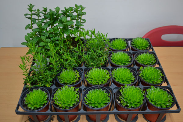 [The느린삶] 3월 건강텃밭교실 2번 이미지