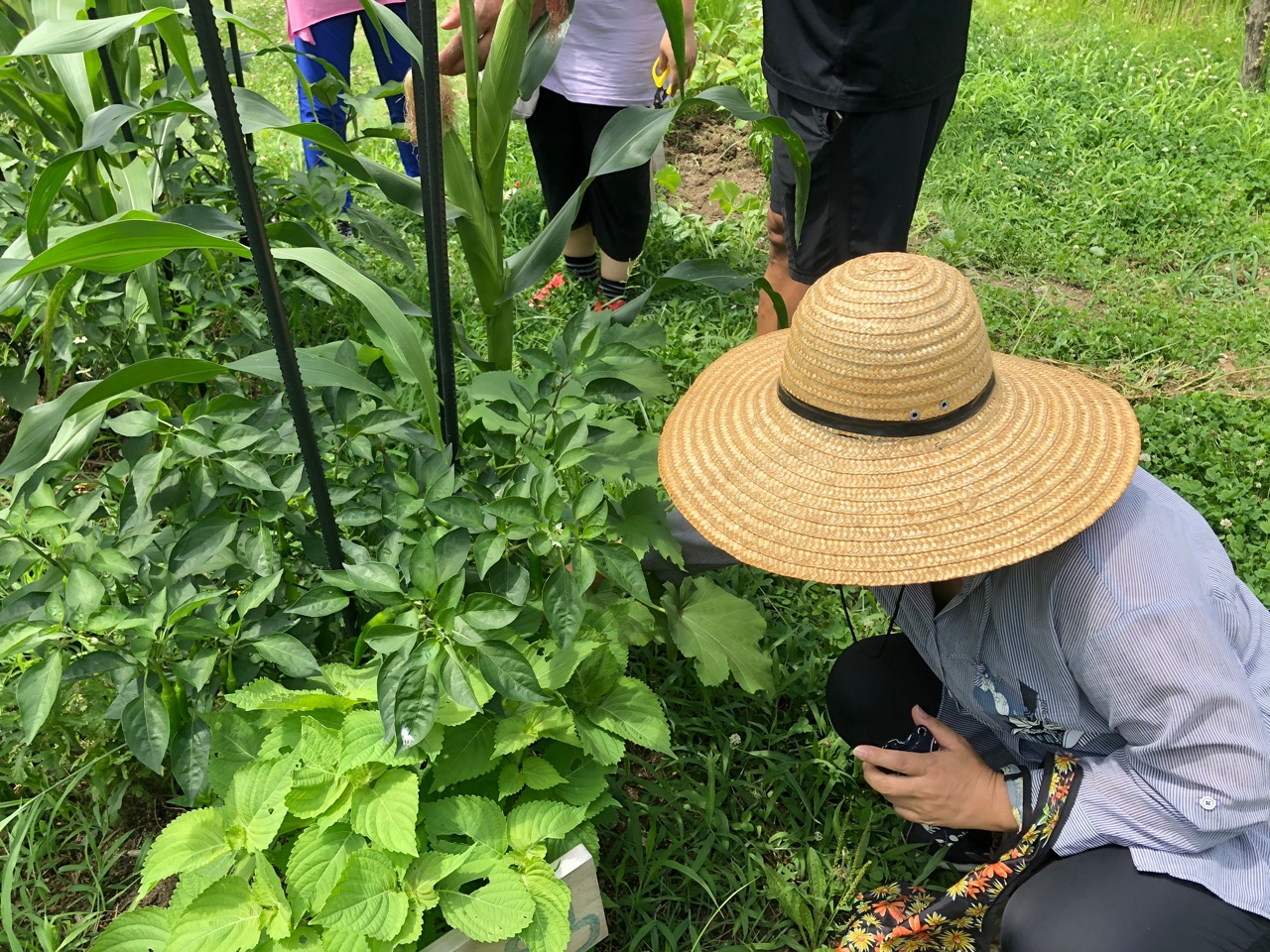 모두의숲 도시농부워크숍 : 계절을 이어가는 여름 2021 여름학기(21.7.6-7.20) 5번 이미지