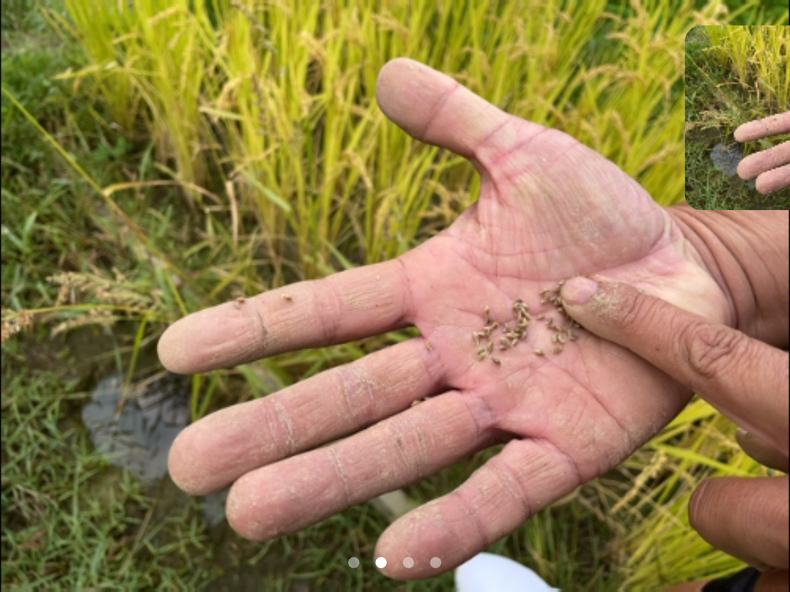 모두의숲 도시농부워크숍 : 텃밭의 가을과 겨울 6회차(2021.10.19.) 4번 이미지