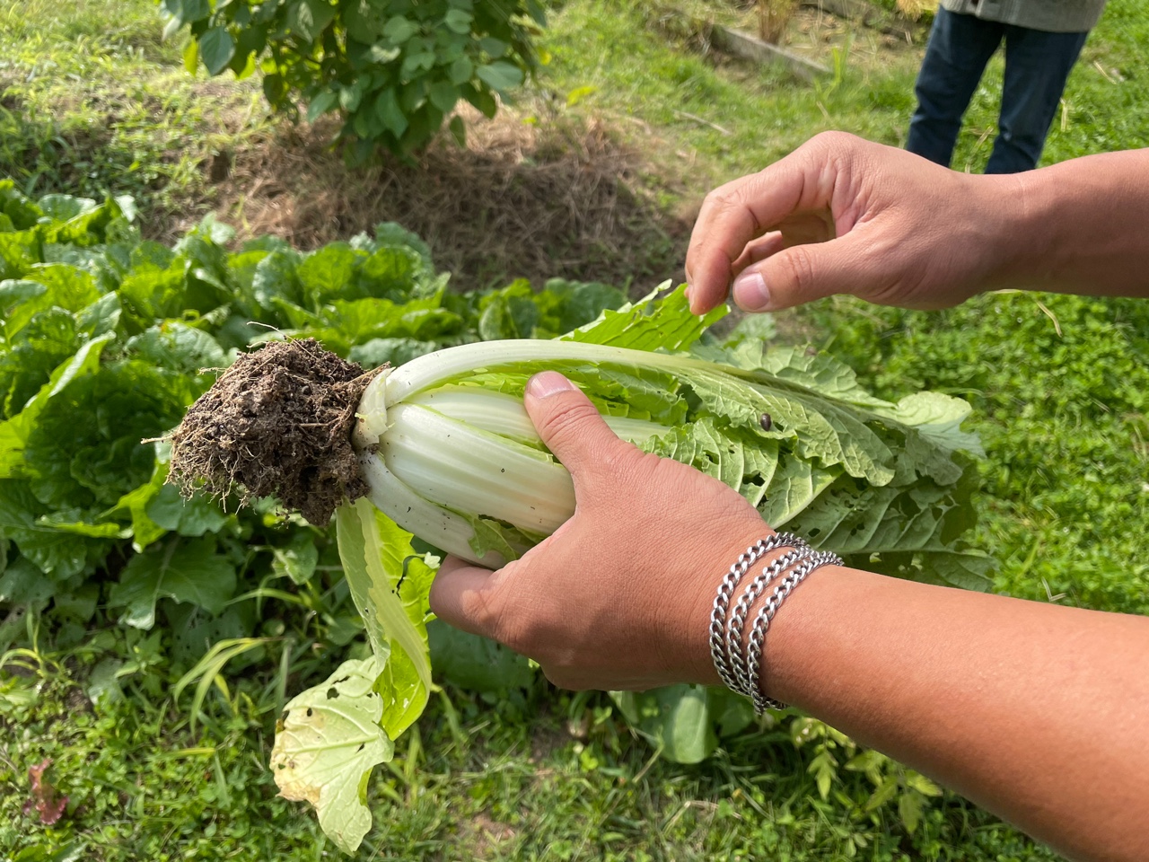 모두의숲 도시농부워크숍 : 텃밭의 가을과 겨울 6회차(2021.10.19.) 5번 이미지