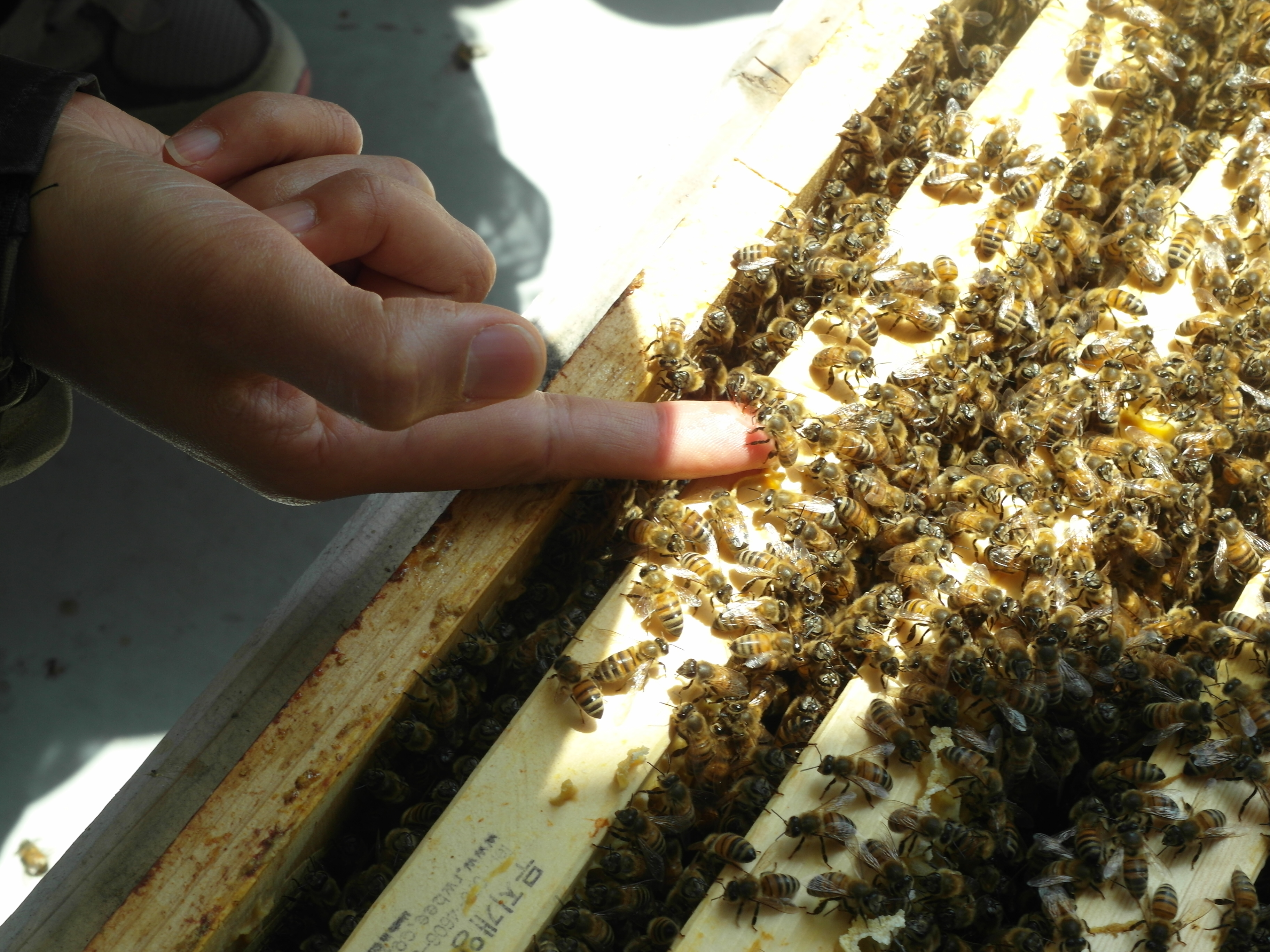 [The 느린삶] Bee Happy 도시양봉가 되기 2기 메인 이미지