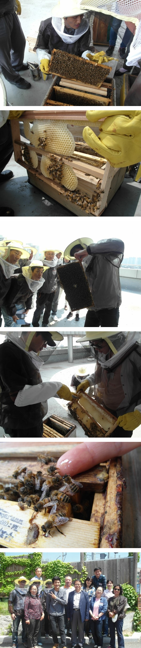 [The 느린삶] Bee Happy 도시양봉가 되기 2기 2번 이미지