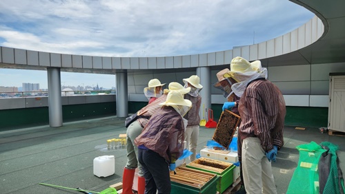 꿀벌비책:도시양봉으로 사유하기